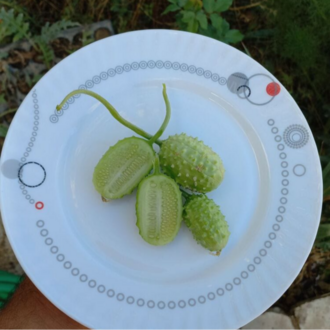 10+ Adet Geleneksel Kirpi Salatalık Tohumu