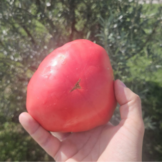 10+ Adet Osmanlı Pembesi Domatesi Tohumu- Atalık Tür