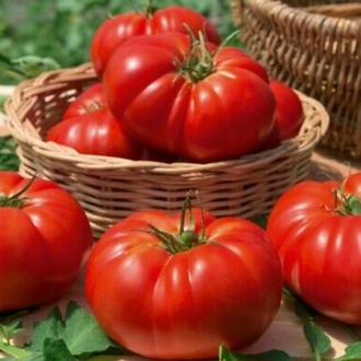 10+ Adet Geleneksel Marmande Biftek Domates Tohumu- Erkenci Tür