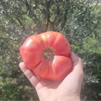 10+ Adet Osmanlı Pembesi Domatesi Tohumu- Atalık Tür