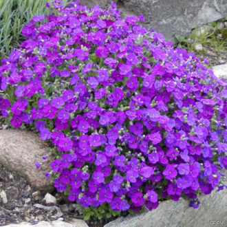 200+ Adet Aubrieta Mor Çiçekli Yer Örtücü Tohumu