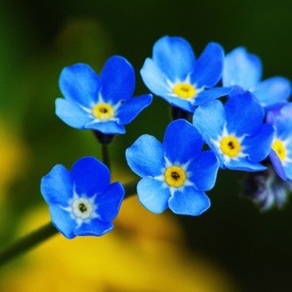 200+ Adet Forget Me Not- Beni Unutma Çiçeği Tohumu