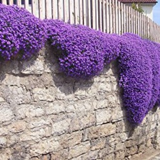 200+ Adet Aubrieta Mor Çiçekli Yer Örtücü Tohumu