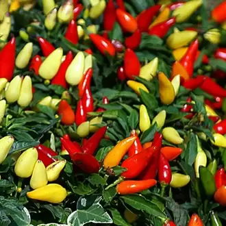 10+ Adet Turşuluk Konik Acı biber Tohumu