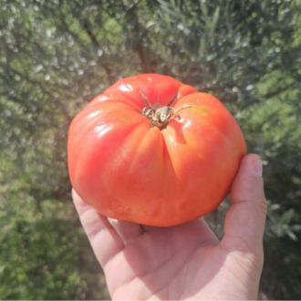 10+ Adet Osmanlı Pembesi Domatesi Tohumu- Atalık Tür