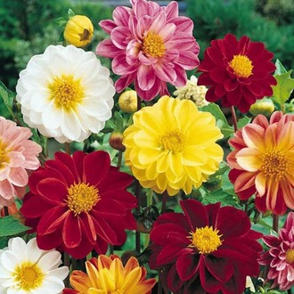 30+ Adet Dahlia Variabilis Katmerli Çiçekli Tohumu