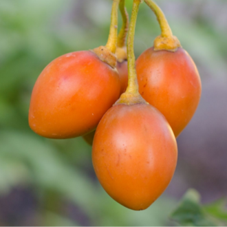 5 Adet Turuncu Tamarillo Domates Ağacı Tohumu- Sadece Tohum Dünyasında