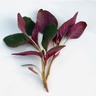 300+ Adet Kırmızı Amaranth Tohumu - Red Garneth Amaranth