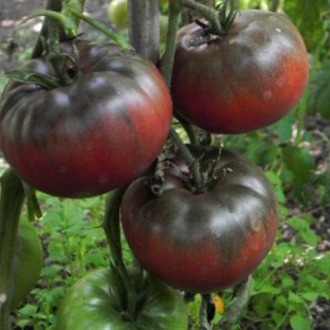 10+ Adet Black From Tula Domatesi Tohumu- Geleneksel-Sırık Tipi