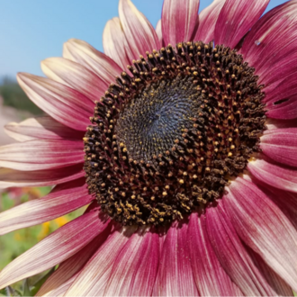 10+ Adet Strawberry Blonde Ayçiçek Tohumu - Çok nadşr