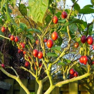 10+ Adet Tamarillo Domates Ağacı Tohumu