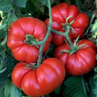 10+ Adet Geleneksel Marmande Biftek Domates Tohumu- Erkenci Tür