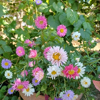 Karışık renk Saraypatı (Aster)