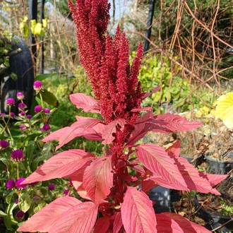 Dik açan amaranth