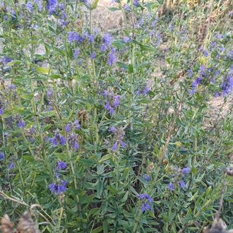 Züfa otu tohumu, tıbbi aromatik