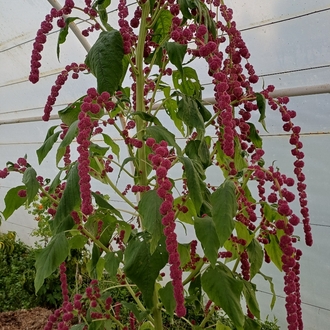 Horoz kuyruğu Amaranth
