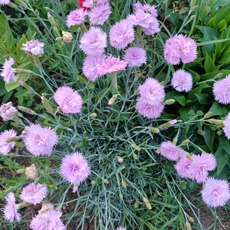 Pembe karanfil fidesi