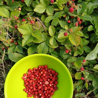 Dağ çileği fidesi 