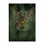 Yaban Kedisi 4 40x60 Fotoğraf Baskı