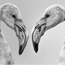 Flamingo (3) 40x60 Fotoğraf Baskı