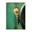 İbibik 40x60 Fotoğraf Baskı