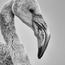 Flamingo (2) 40x60 Fotoğraf Baskı