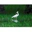 Küçük Ak Balıkçıllar 40x60 Fotoğraf Baskı