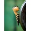 İbibik 40x60 Fotoğraf Baskı