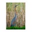 Erguvani Balıkçıl 2 40x60 Fotoğraf Baskı