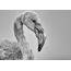 Flamingo (2) 40x60 Fotoğraf Baskı