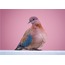 Küçük Kumru 40x60 Fotoğraf Baskı