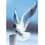 Karabaş Martı 40x60 Fotoğraf Baskı