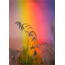 Gökkuşağı & Sazlar 40x60 Fotoğraf Baskı