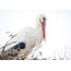 Adem&Yaren 2 40x60 Fotoğraf Baskı