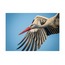 Yaren Leylek (5) 40x60 Fotoğraf Baskı