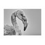 Flamingo (2) 40x60 Fotoğraf Baskı