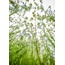 Papatyalar 40x60 Fotoğraf Baskı