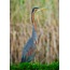 Erguvani Balıkçıl 2 40x60 Fotoğraf Baskı