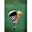 İbibik 2 40x60 Fotoğraf Baskı