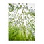 Papatyalar 40x60 Fotoğraf Baskı