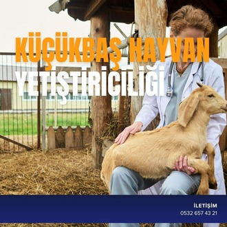 KÜÇÜKBAŞ HAYVAN YETİŞTİRİCİLİĞİ