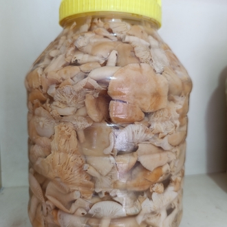 Fındık mantarı 5kg