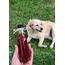 Sarı Kantaron Yağı (100 ml)