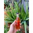 Pembe Kantaron yağı (100 ml)