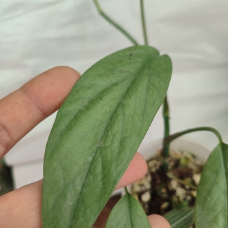 Epipremnum cebu blue olgunluga gecmekte