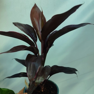 Cordyline Frutucosa