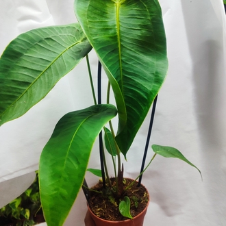 Anthurium Peltigerum