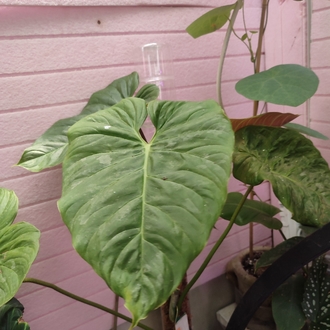 Philodendron Majestik