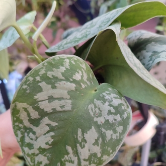 Scindapsus Exotica