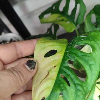 Monstera Adansonii Aurea Köklü celikler